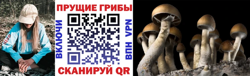Галлюциногенные грибы ЛСД  даркнет сайт  Темников 